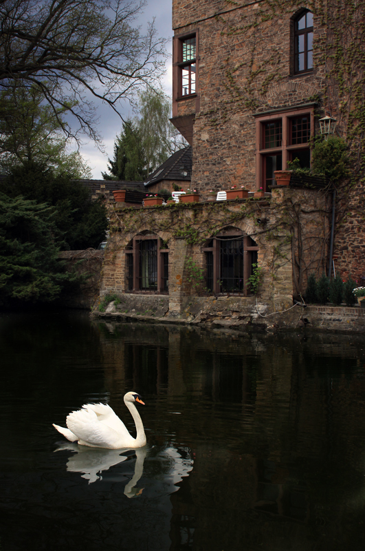 Schwan vor Burg Satzvey