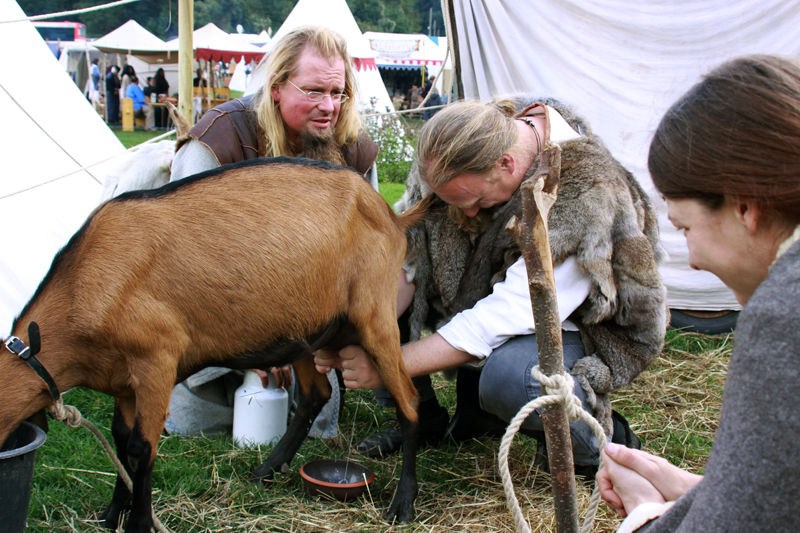 Sygfryd beim Ziegenmelken